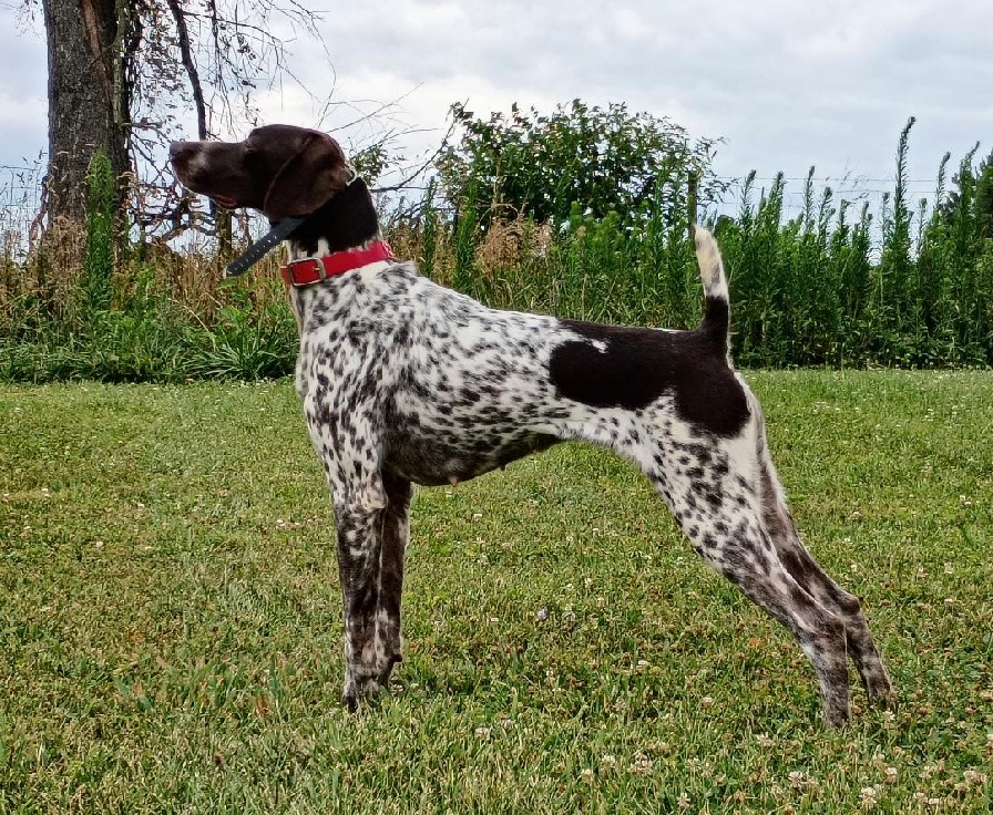 FIELDMASTER'S SHOOT TO THRILL